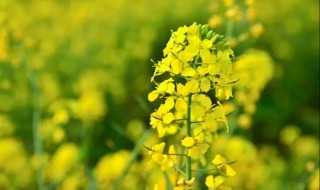 油菜和油菜花有区别吗 油菜和油菜花是什么