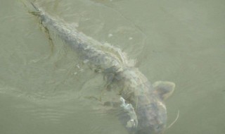 水库深冬钓鲶鱼技巧 鲶鱼在深冬水库的钓鱼技巧