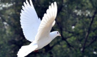 室内鸽子散养养殖方法 室内鸽子如何养殖