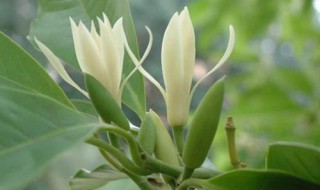 白兰花如何种植 白兰花种植方法简单介绍