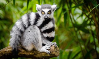 狐猴是哪个国家的国宝 狐猴简单介绍