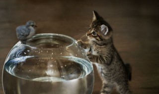 人从什么动物身上得到启示发明了什么 人从哪些动物收到启发