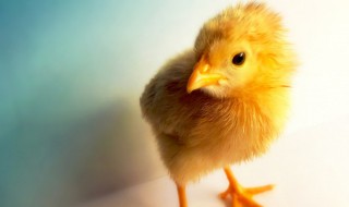 小鸡怕热吗 小鸡是否怕热的解析