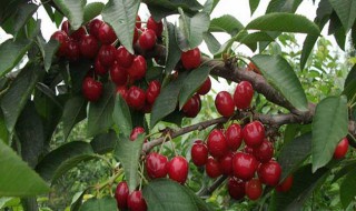 车厘子种植地理条件是什么 车厘子种植地理条件简单介绍