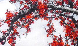 梅开五福的寓意是什么 梅开五福是什么意思