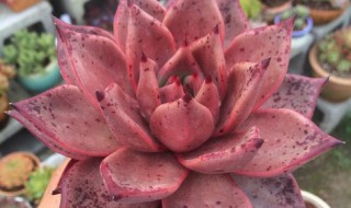 多肉植物血罗怎么养 多肉血罗的养殖方法分享