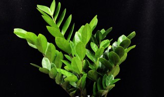 室内养什么花卉最好还能净化空气 常见的室内净化空气的花草有哪些