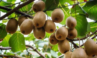 猕猴桃什么季节成熟采摘 猕猴桃的营养价值