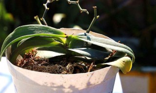 植物换盆的注意事项 植物换盆的注意事项分享