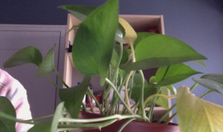 家里绿萝叶子变黄什么原因 家里绿萝叶子变黄原因介绍