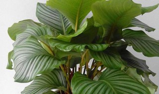 苹果竹芋吸甲醛吗 苹果竹芋可以吸甲醛吗