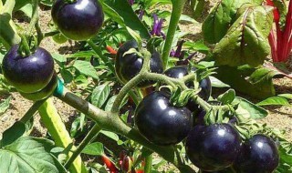 黑番茄怎么种植 黑番茄的种植方法