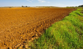沙土地可以种什么 沙土地适宜种植什么农作物