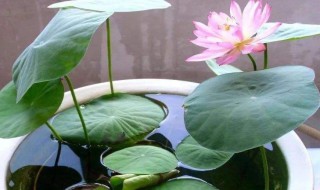 碗莲的种植办法是什么 碗莲的种植办法简述