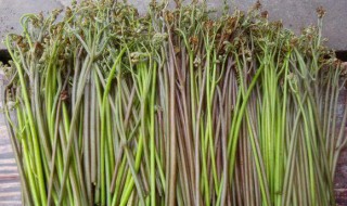 蕨菜怎么种植 蕨菜的养殖方法介绍