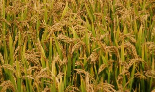 适合水稻生长的气候条件是什么 适合水稻生长的气候条件有哪些