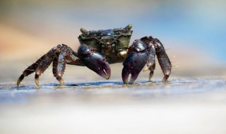 淡水螃蟹怎么养 淡水螃蟹如何养殖