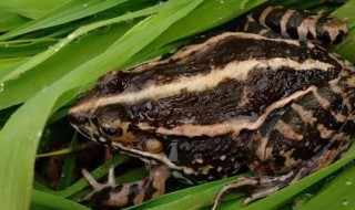 黑斑蛙怎么养殖 黑斑蛙的养殖方法