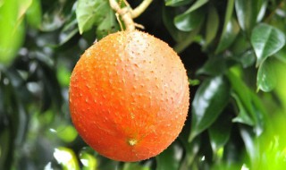 木鳖子怎么种 木鳖子种植方法介绍