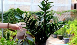 金钱树的养殖方法是什么 金钱树的养殖方法和注意事项