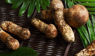 松茸的保鲜及食用方法 松茸如何保鲜和食用