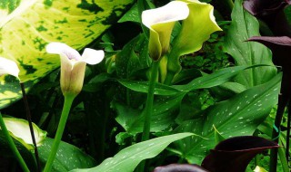 进口马蹄莲养殖方法 进口马蹄莲养殖方法推荐