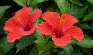 扶桑花修剪的最佳时机是什么时候 扶桑花修剪的时机介绍