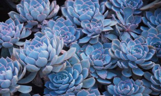 蓝色多肉植物有哪些 蓝色系多肉植物介绍