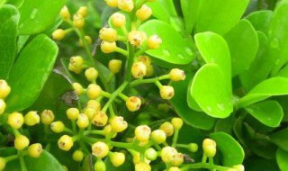 米兰花适合在室内养吗 室内可以养殖米兰花吗