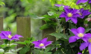 铁线莲容易养吗 铁线莲如何养殖