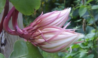 昙花如何食用 昙花食用方法