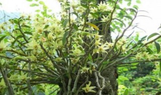 铁皮石斛种植技术是什么 铁皮石斛种植方法