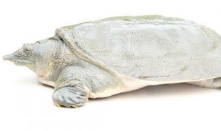 甲鱼苗怎么养 甲鱼苗的养殖方法