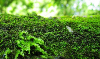 青苔养花有什么好处 苔藓给盆栽花卉带来的好处