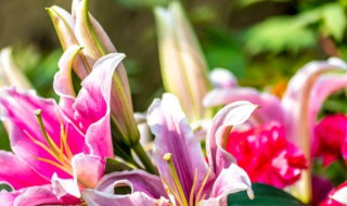 百合花球正确种植方法 种植百合花球方法