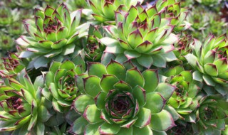 莲花属多肉怎么养出状态 莲花属多肉如何养出状态