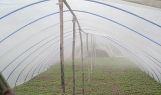 大棚膜除水滴技巧 大棚膜除水滴的一般技巧