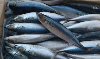 冷冻鲅鱼如何做 冷冻鲅鱼做法