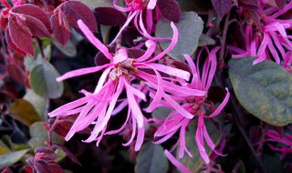 红花续木的养殖方法 红花续木的养殖方法是什么