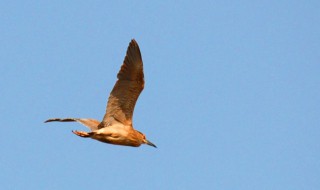 拍飞鸟对焦的最佳方法 拍飞鸟怎么对焦