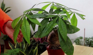 光杆发财树过冬方法是什么 发财树怎样过冬