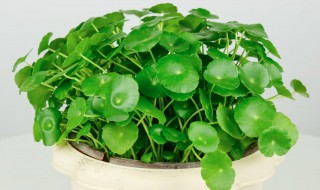 铜钱草快速繁殖方法 铜钱草快速繁殖方式