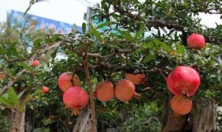 盆景石榴树的修剪方法 修剪石榴树的窍门