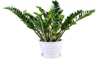 过年种摇钱树技巧 金钱树的养护技巧