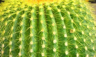 仙人球发根的技巧 仙人球发根的窍门介绍