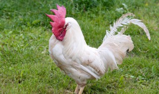 买公鸡的正确方法 如何购买公鸡