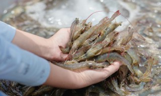 生剥河虾的窍门 生剥河虾的窍门介绍