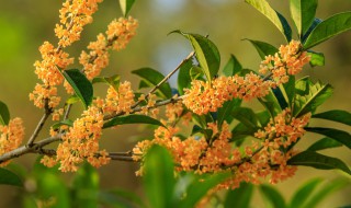 阳台养桂花技巧 阳台养好桂花的秘诀