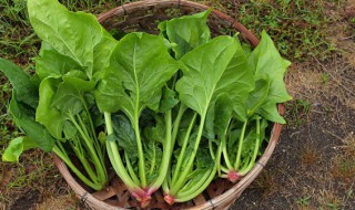 菠菜大米粥如何做 怎么做菠菜大米粥