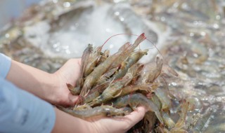 干烧大虾怎样做才好吃 干烧大虾正宗做法